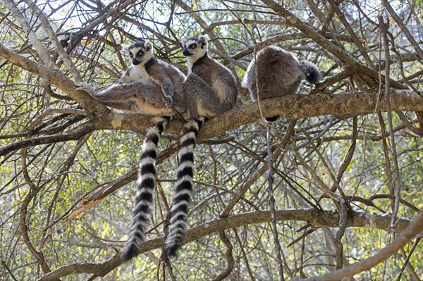 Ring-tailed