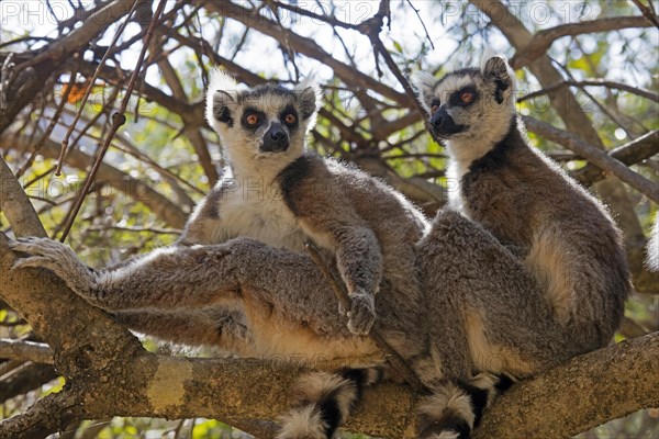 Two ring-tailed