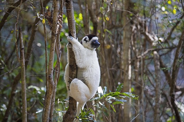 Verreaux's sifaka