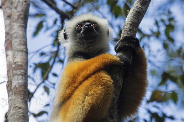 Diademed sifaka