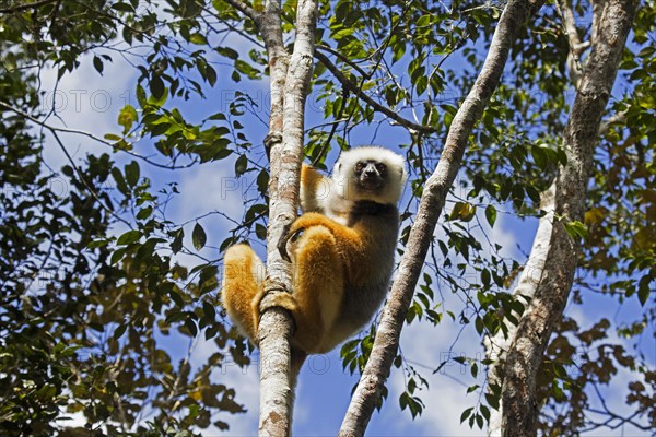 Diademed sifaka