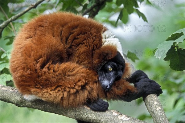 Red ruffed lemur