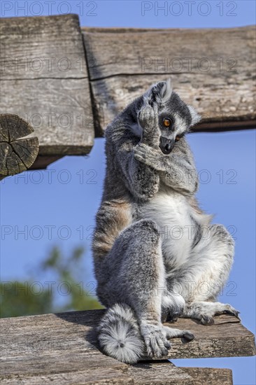 Ring-tailed lemur