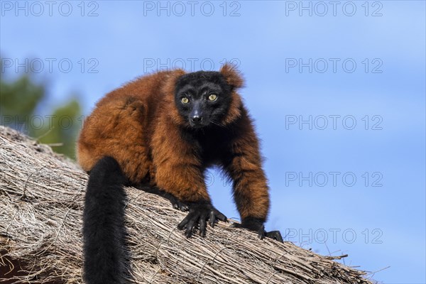 Red ruffed lemur