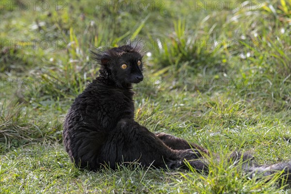 Black lemur