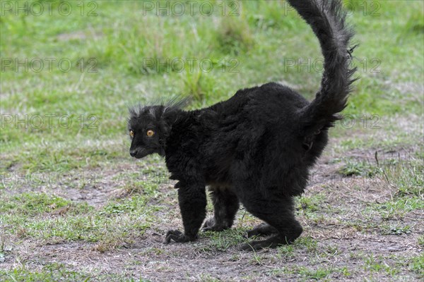 Black lemur