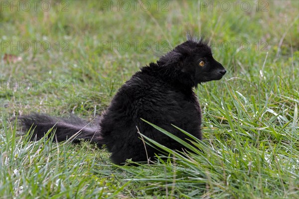 Black lemur