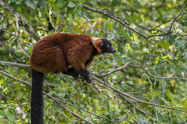 Red ruffed lemur