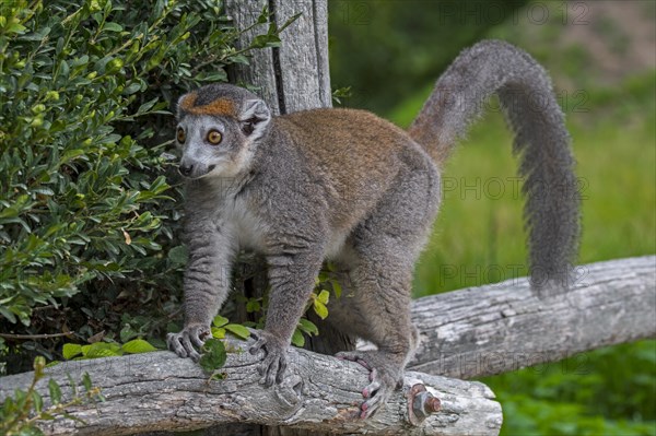 Crowned lemur