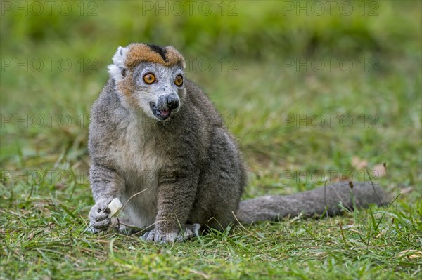 Crowned lemur