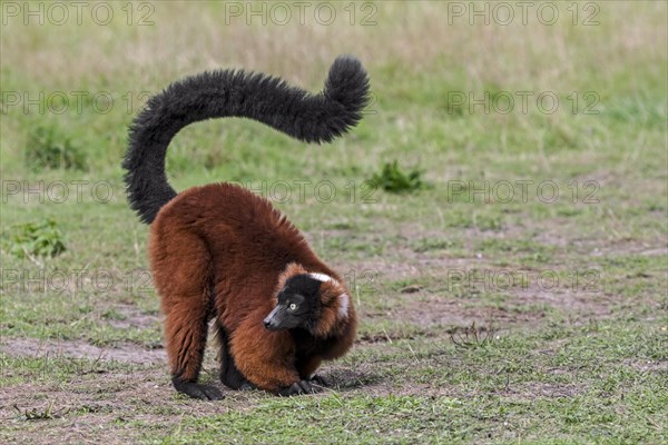 Red ruffed lemur