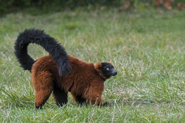 Red ruffed lemur