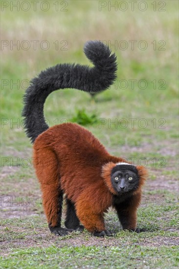 Red ruffed lemur