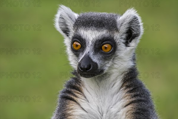 Ring-tailed lemur