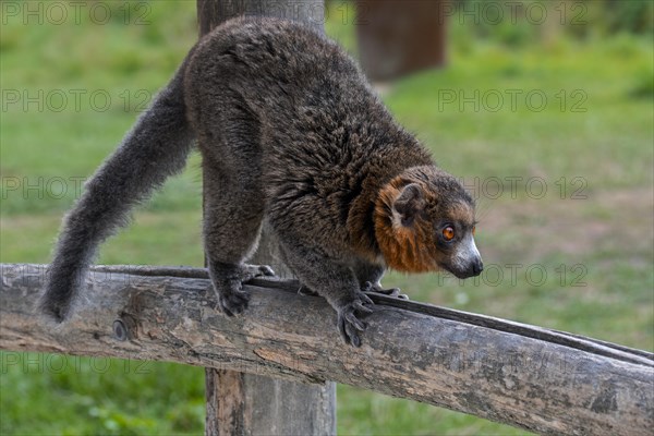 Mongoose lemur