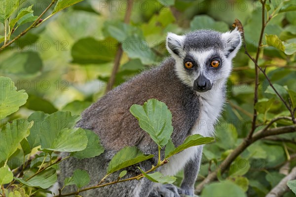 Ring-tailed lemur