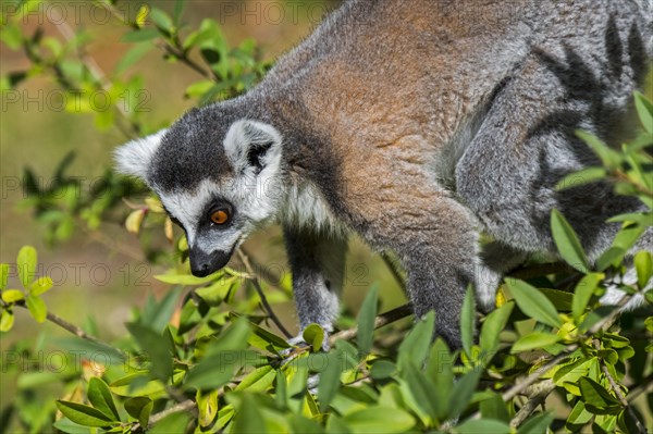 Ring-tailed lemur