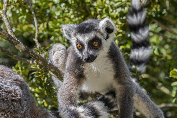 Ring-tailed