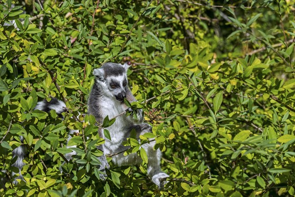 Ring-tailed lemur