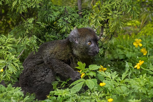 Greater bamboo lemur