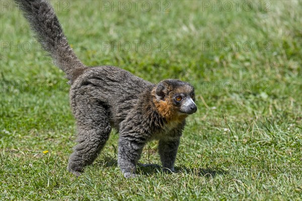 Mongoose lemur