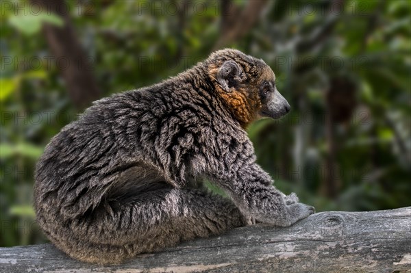 Mongoose lemur