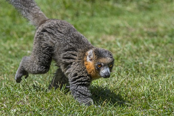 Mongoose lemur