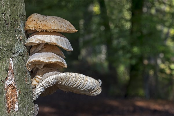 Cluster of porcelain fungi