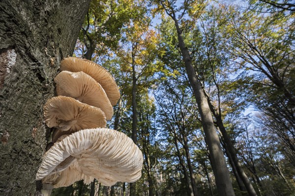 Cluster of porcelain fungi