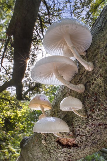 Porcelain fungus