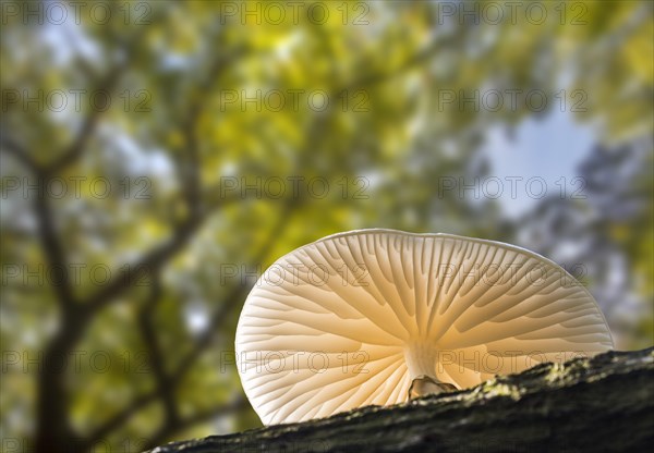 Porcelain fungus