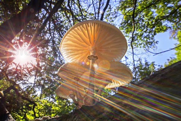 Sun shining through foliage and porcelain fungus