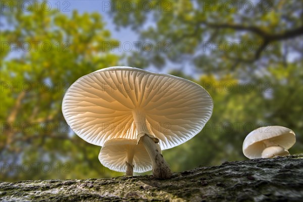 Porcelain fungus