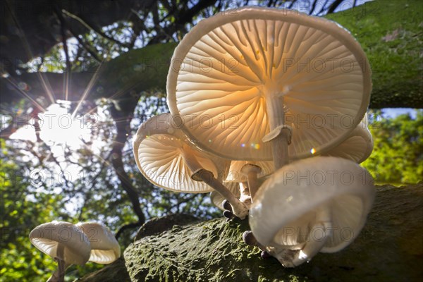 Sun shining through foliage and porcelain fungus