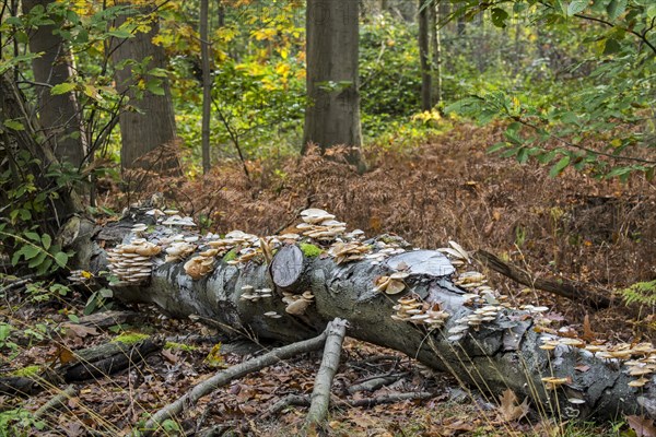 Porcelain fungus