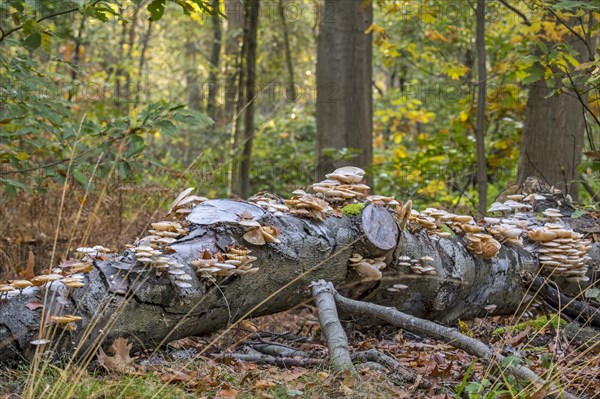 Porcelain fungus