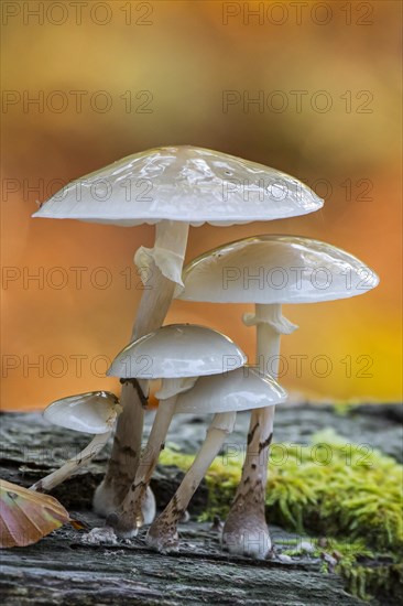 Porcelain fungus