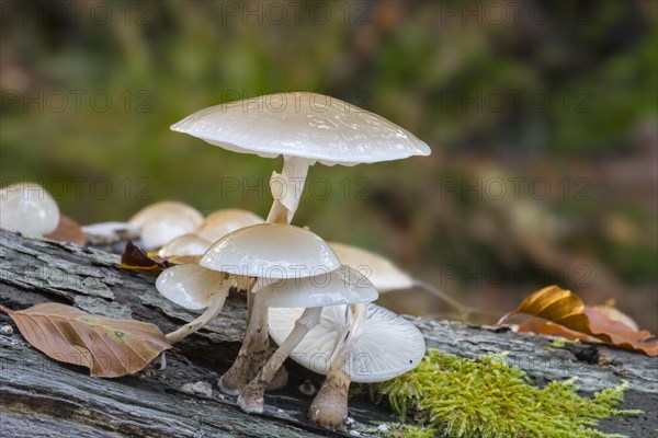 Porcelain fungus