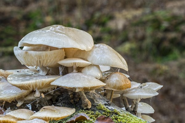 Porcelain fungus