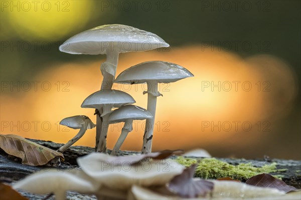 Porcelain fungus