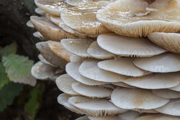 Porcelain fungus