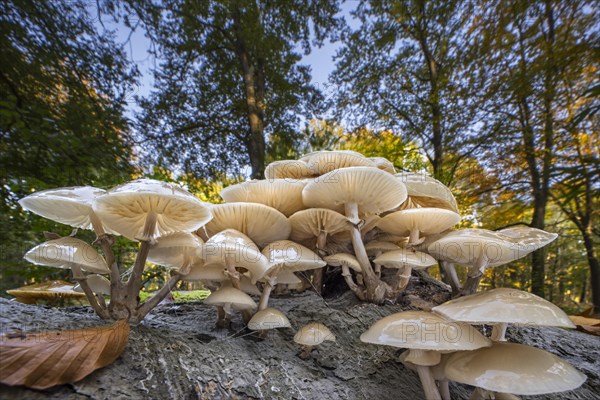 Porcelain fungus