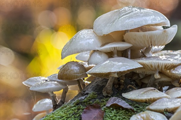 Porcelain fungus