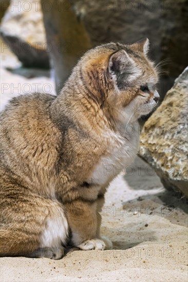 Sand cat