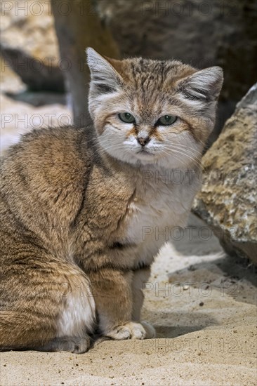 Sand cat