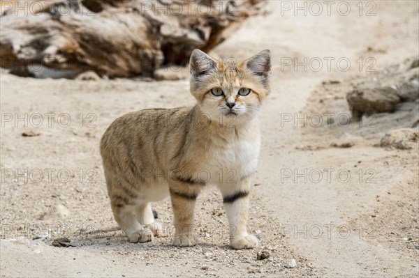 Sand cat