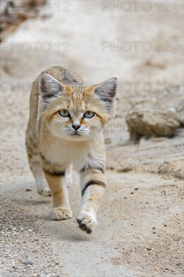 Sand cat