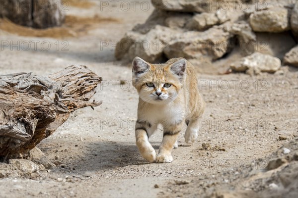 Sand cat