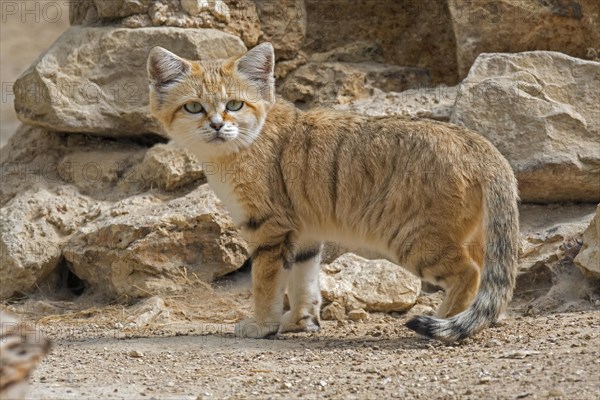 Sand cat