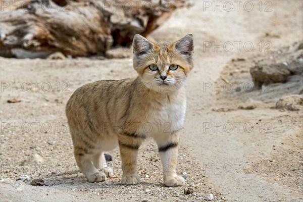 Sand cat